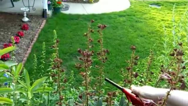 Dictamnus Albus ( Gas Plant ) смотреть онлайн