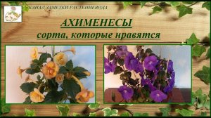 Ахименесы, цветение - мои самые любимые сорта, обзор.mp4
