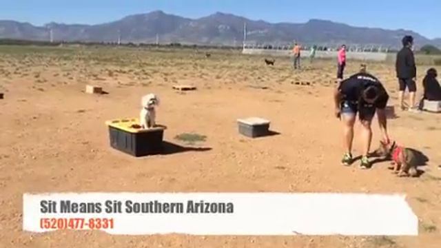 Pekingese-Poodle mix Angus the finale-Sit Means Sit Southern Arizona смотреть онлайн