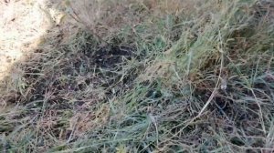 Как сделать чтоб трава на участке не росла