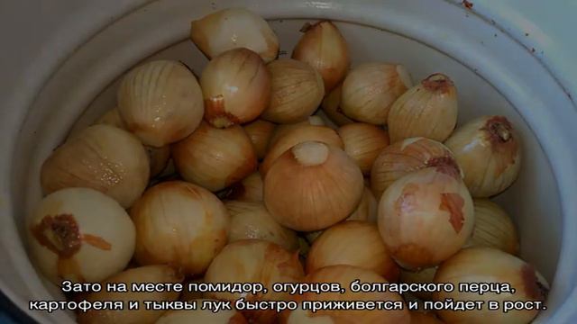 Как вырастить крупный репчатый лук