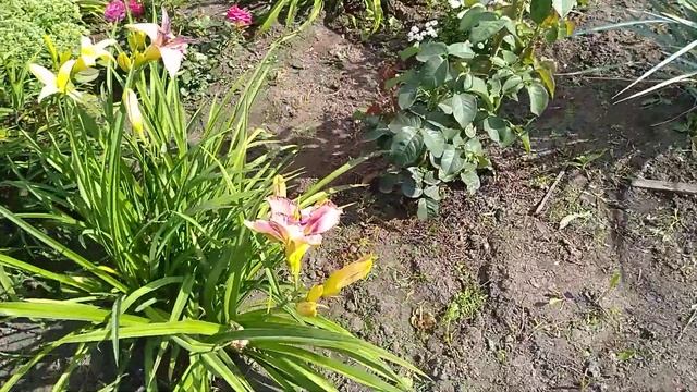 Укладка гибкой черепицы на франтон крыши бани,влог.#гибкаячерепица,#влог,#сад.