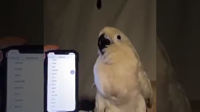 какая грация, какая пластика)) смотреть онлайн