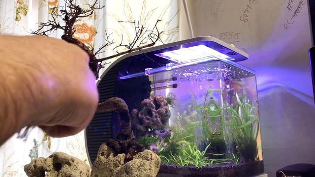 коряга со мхом на камне смотреть онлайн