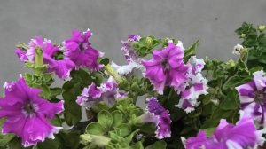 Петуния выращивание рассады из семян от А до Я | От семечки до цветка за 15 минут