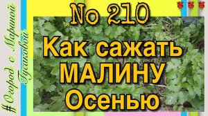 Малина Обрезка Осенью и Посадка. Как обрезать Малину Осенью и как посадить