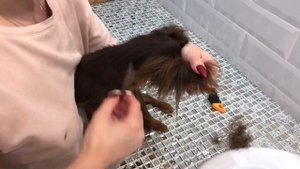 Уши Русского Тоя не стоят! Что делать?