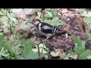 birdsTales, птичьи Истории