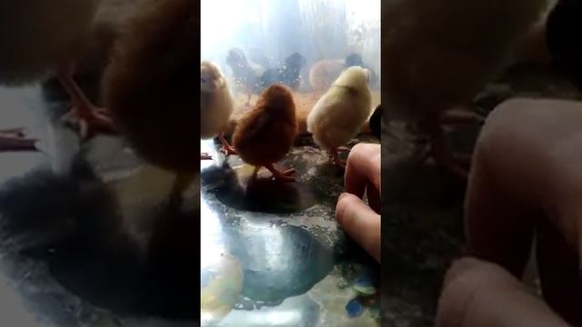 Цыплята "Чешский доминант" 2й день.(1)/ Chickens "Czech dominant" 2nd day.