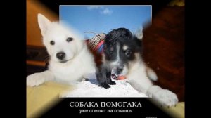 Зачем нужна собака?!