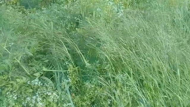 Музыка для релаксации и отдыха Star Spangled Banner - Cooper Cannell смотреть онлайн