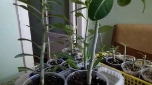 Отстающие в росте адениумы. И не удачные прививки на Адениумах.