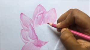 Lotus Drawing in Color Pencils | Flower Drawing Step by Step