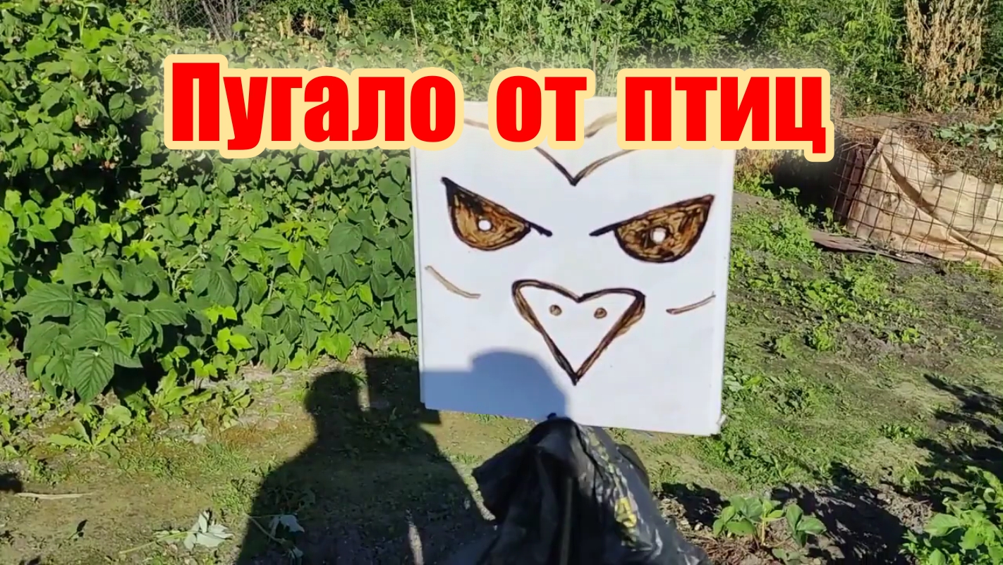 Как сделать пугало от сорок и дроздов. смотреть онлайн