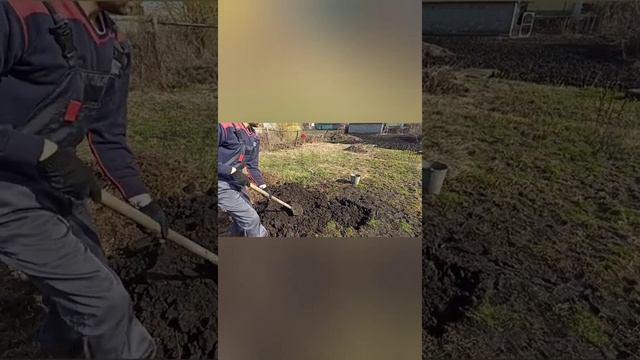 Посадка яблони ,при высоком уровне грунтовых вод. смотреть онлайн