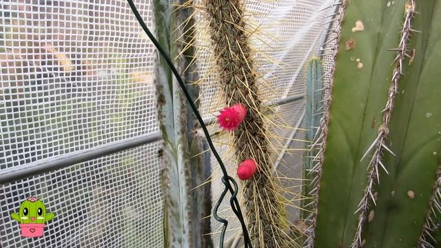 My Cleistocactus baumannii Cactus in Funky Flower #cactus #cacti смотреть онлайн