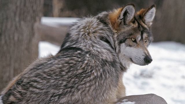 Звуки волков (Волчий вой) | (45 Секунд) смотреть онлайн