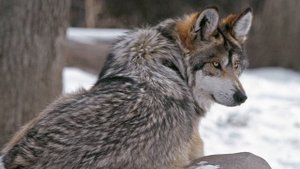 Звуки волков (Волчий вой) | (45 Секунд)