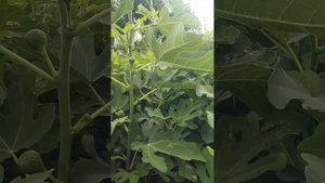 Саженцы инжира. Лучшие сорта.