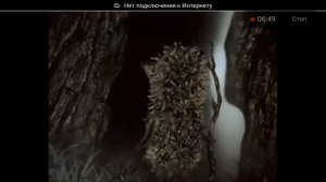 ёжик в тумане 12х ускорение