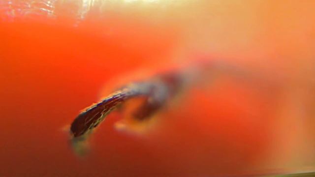 Мир насекомых: Луковый листоед (луковая трещалка) смотреть онлайн