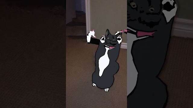 Animation test cat "dance"        #shortvideo #shortsvideo #ai #animation #ebsynth