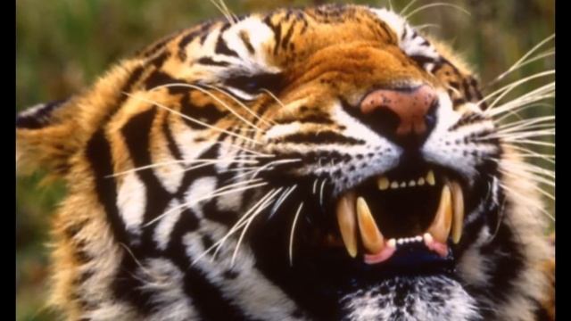 Он Съел Всех Жителей Района! 7 хищников, которые могут съесть человека. смотреть онлайн