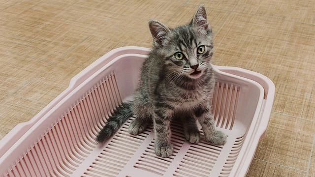 Как приучить котёнка к лотку? 6 советов!