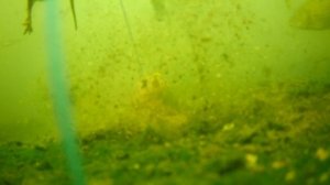 Gofish Cam. Косяки и съёмки под водой.