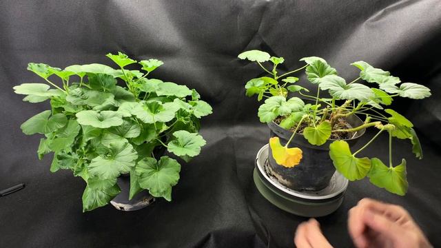 🌸 Пышный куст пеларгонии в зимнее время 🌸 смотреть онлайн