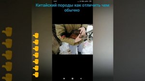 Китайский породы как отличить чем обычно породы