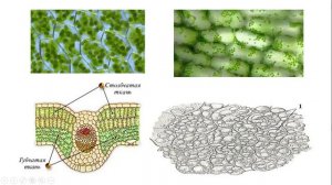 Урок №8.2 "Ткани растений"
