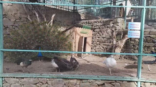 Крым. Алушта. Дендрозоопарк