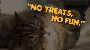 Cat's Underwater Navy SEAL Training! | Kittisaurus