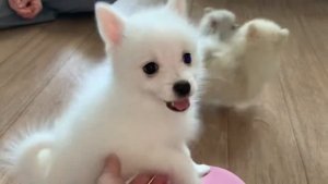 В гостях у заводчицы породы - Помски.