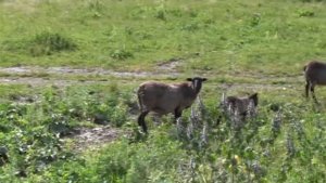 Аргаш деревня в глубинке России