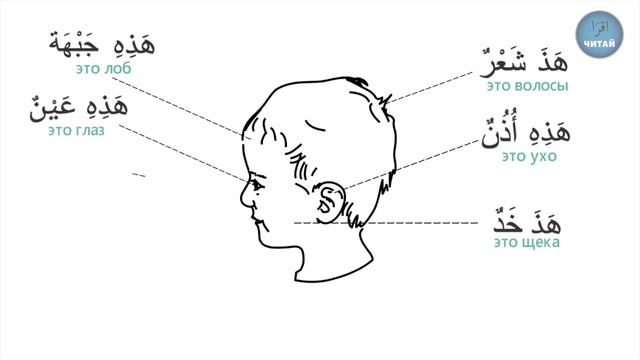 АРАБСКИЙ ЯЗЫК 5-УРОК (Части тела, его, ее) смотреть онлайн