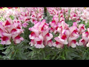 Выращивание  львиного зева из семян .#львиныйзев #цветы #львиныйзевизсемян #выращиваниельвиногозева