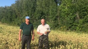 Посевы семенного люпина "МИЧУРИНСКИЙ"