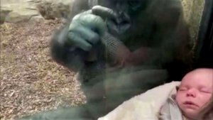 В зоопарке мама показала горилле своего малыша. Реакция обезьяны просто поражает!