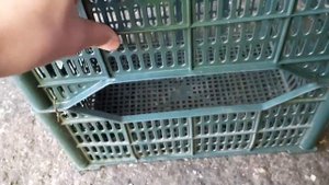 Как легко сделать гнезда для голубей/Потратив копейки!!