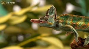 12K HDR 120fps Dolby Vision with Calming Music (Animal Colorful Life)