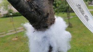 Ловушка для муравьёв из синтепона-эксперимент. Серия 3.