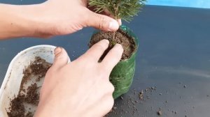 How to propagate Thuja/Jhau from cutting