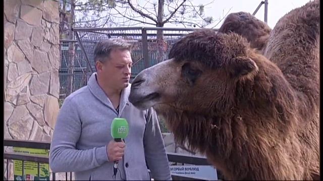 Общительные львы, тигры, и другие животные парка львов "Тайган" смотреть онлайн