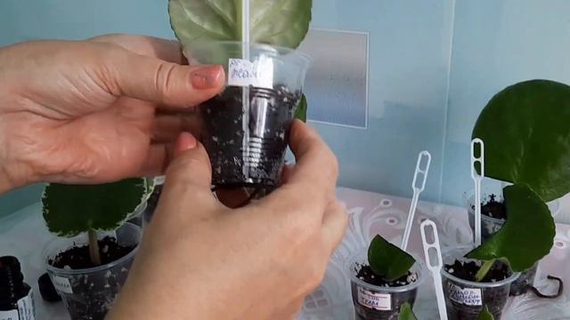 Фиалки! Реанимация больных листьев. смотреть онлайн