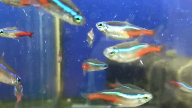 “Зоомагазин» г.Челябинск УЛ.Воровского д.65 смотреть онлайн