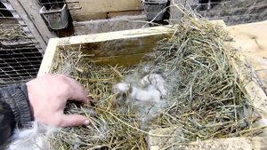 У крольчат отказали задние лапки