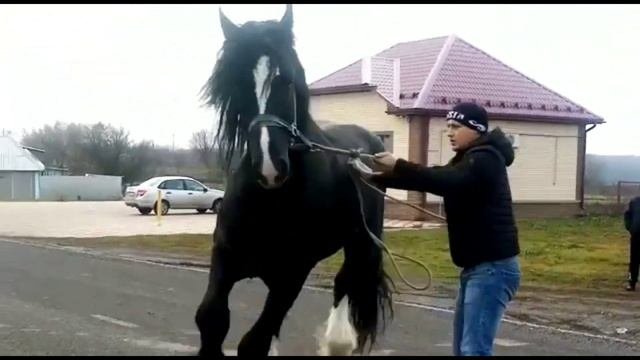 Продажа!Жеребец шайр. Кличка Лорд. Возраст 4 года. Цена 1 миллион