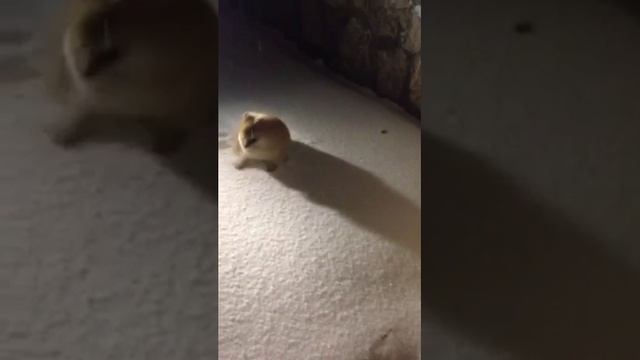 Шпиц 4х4. Собака внедорожник смотреть онлайн